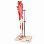 Muscles of Human Leg Model